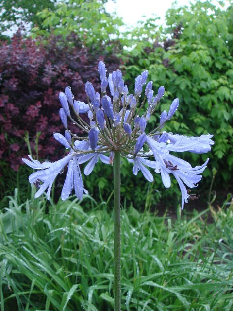 Agapanthus africanus fleur